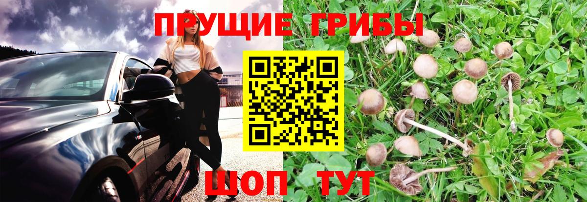 Псилоцибиновые грибы Psilocybine cubensis Азнакаево